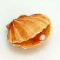 Preview: Silicone Mould - Clam Shell